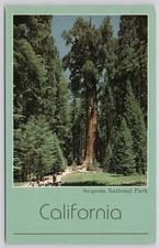 CA Sequoia National Park, General Sherman Tree, People, Chrome Unposted