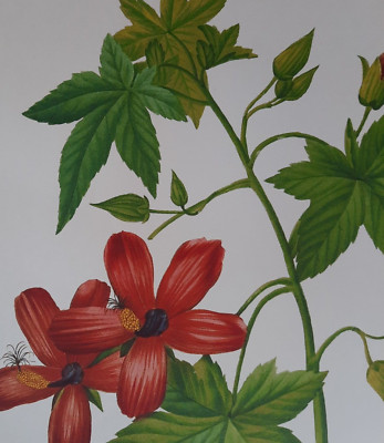 Botanical Pierre Joseph Redoute Red Flower HIBISCUS Plate 72 LAVATERA PHOENICEA