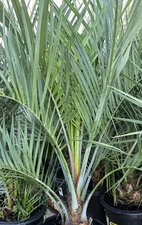 1 Jelly Pindo Palm Tree Plant (Butia capitata) Cold Hardy, 12+ Years, 52" to 58"