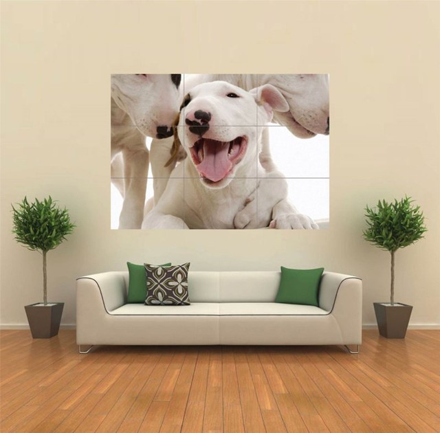 giant english bull terrier