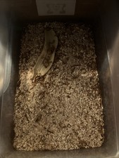Live Mealworms - Grown Organic Meal Worms for Reptiles - 250 Bulk Feeder Insects