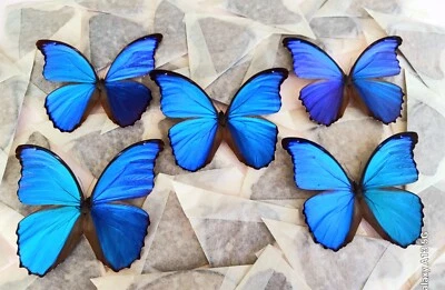 LOT OF 5 MORPHO DIDIUS A- TINGOMARIENSIS UNMOUNTED WINGS CLOSED - Image 1 of 2