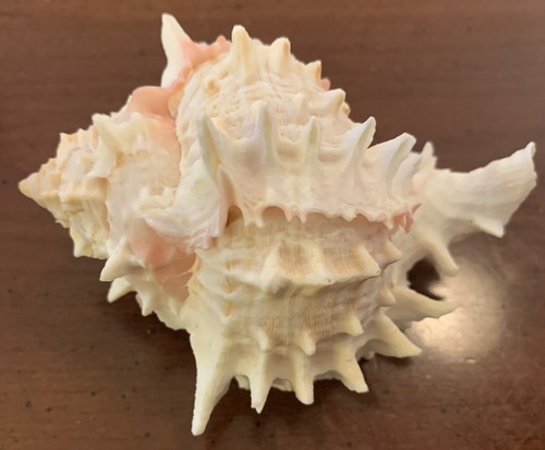 Voluta ebraea ~ conchiglia ~ unica ~ corna ~ acquario 4" x 3" x 2 1/2" - Foto 3 di 7