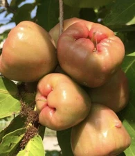 Sweet Java Apple, Wax Apple, Syzygium Samarangense - 5 Seeds 2025 - USA