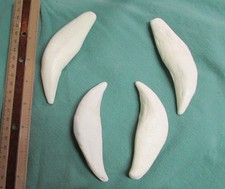 Set di massicci leoni africani canini zanne fuse replica tassidermia