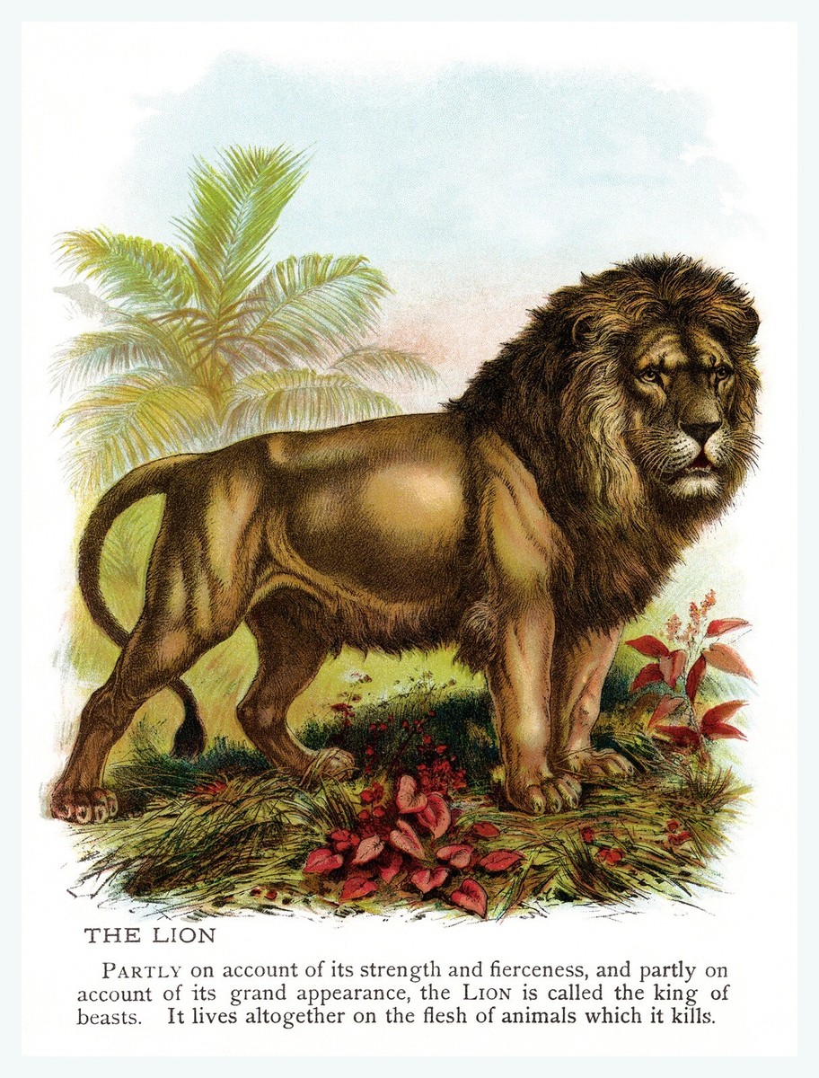 11245.Decor Poster.Room Interior design vintage wall.The Lion