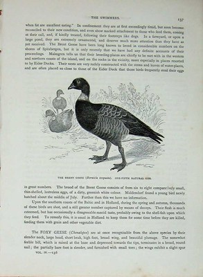 Original Old Antique Print Cassell'S Birds C1870 Brent Goose Bernicla Torquata