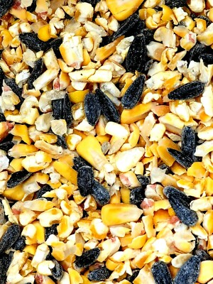 #ad Black Oil Sunflower Whole amp; Cracked Corn Wild Song Bird Squirrel Seed Food Feed $7.97