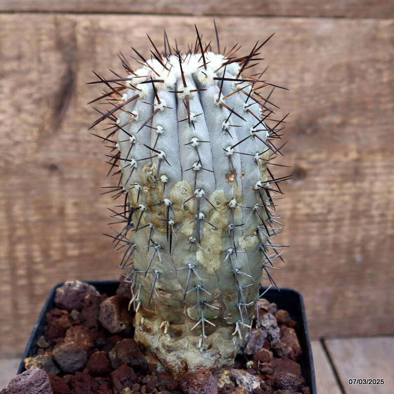 D3818 COPIAPOA CINEREA KK624 pot12-H15-W7 cm MaMa Cactus | eBay