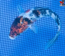 6" SANKE Live Koi Fish Garden Pond 9/26