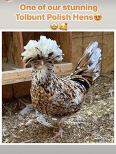 6 Candy Corn Polish Chicken Hatching Eggs (NPIP Certified)