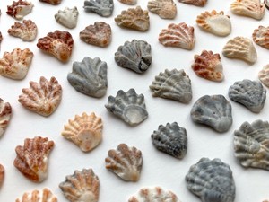 75 Kitten Paw Sea Shells 1/2-1" scrapbook beach crafts ...