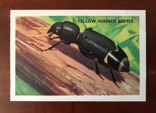 Shell Picture Cards 1960s Beetle series No. 330 Yellow Horned Clerid Beetles - Picture 1 of 2