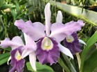 Lc. Egeria `Tammy' Original Division Blue Coerulea Cattleya Orchid Plant — photo 1