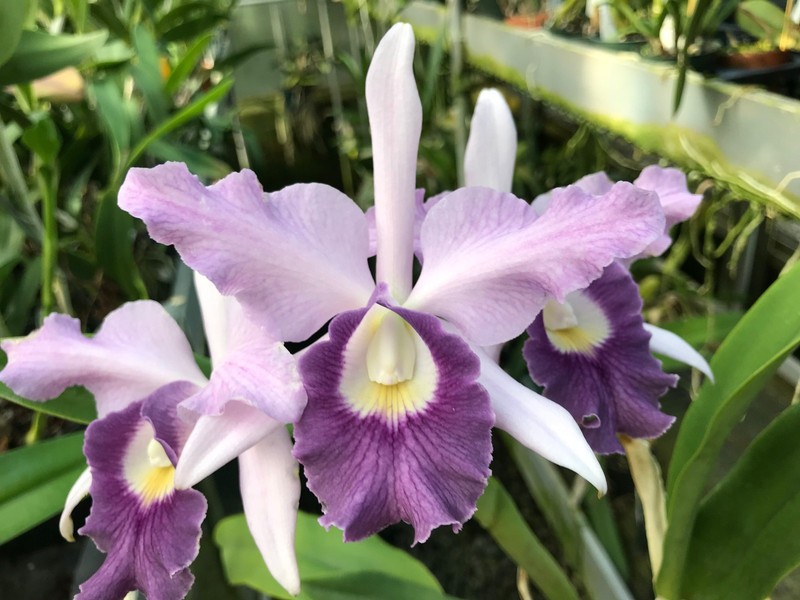 Lc. Egeria `Tammy' Original Division Blue Coerulea Cattleya Orchid Plant