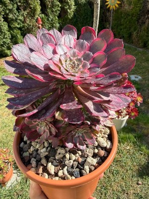 Aeonium Pink King Kong - Variegated (12 große Köpfe + 8 kleine Köpfe)