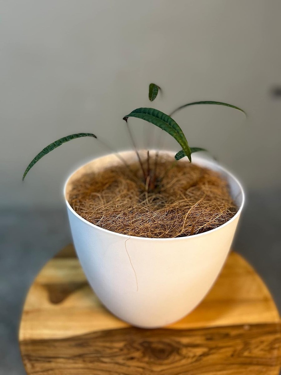 Anthurium Cutucuense by LEAL PLANTS ECUADOR Live Plants | Cutucuense House  Plant | eBay