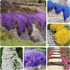 10000 Mix Creeping Thyme Seeds Wild Creeping Thyme Seeds for Planting Thymus...