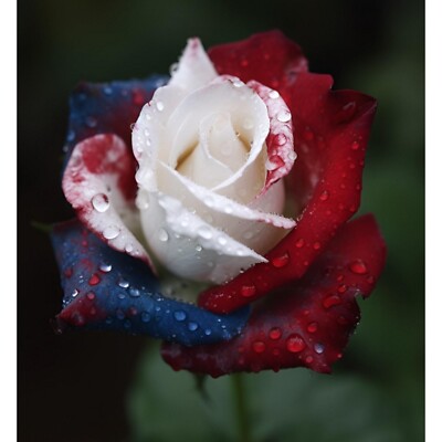 20 Rare Three-Color Rose Seeds for Home Potted Garden | eBay