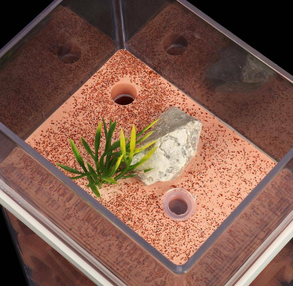 3D Ant Housing Nest ANT Housing Nest Breeding Case - Transparent ...