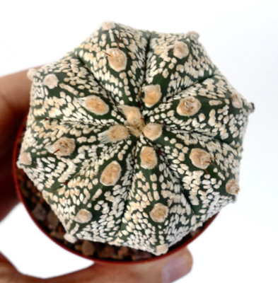 Astrophytum cv ONZUKA x SUPERKABUTO SS2 -