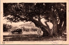 Environs d'AGADIR La forêt d'Arganiers Argan Forest Morocco DB Postcard XH11