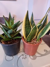 2x large aloe plant and snake plant (Sansevieria) 47cm tall home grown 