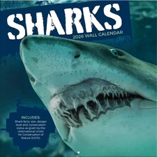 Turner Licensing,  Sharks Photo 2026 Wall Calendar, 12'' X 12'', 12-Month Calend