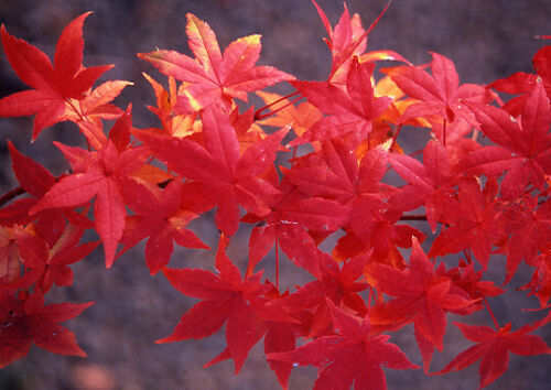 Acero rosso giapponese "Acer palmatum Momiji" pianta in vaso 9x9 cm - Foto 1 di 5