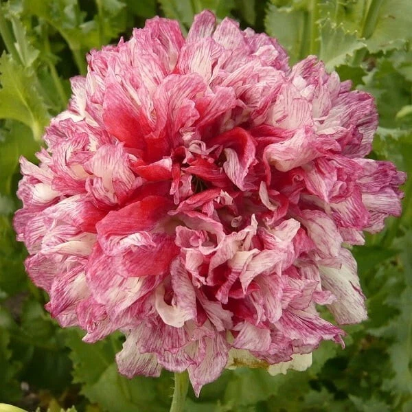 Pavot Pivoine Flemish Antique | 250 Graines | Fleurs Doubles Bicolores Spectacul