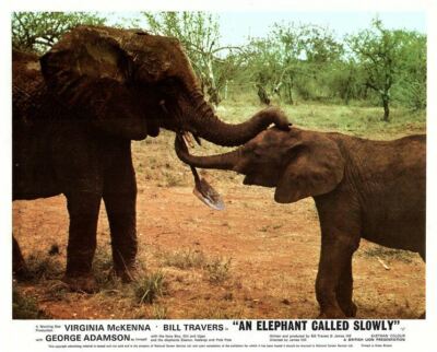 AN ELEPHANT CALLED SLOWLY Original Lobby Card Baby elephant 1970