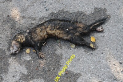 Photo 6x4 Dead polecat Libanus A dead polecat (Mustela putorius) beside t c2015