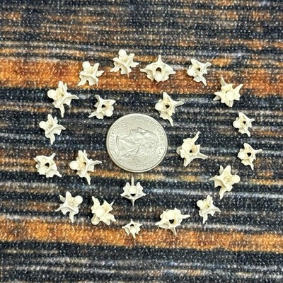 20 Real Jumbo Bull Snake Vertebrae Vertebrea Bone Gothic Art Craft Jewelry Odd
