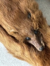 VINTAGE 1940'S RED BROWN MINK FUR 5 FULL BODY PELTS, HEADS, TAILS, CLASP STOLE