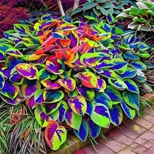 Hosta Seeds, 150 Pieces Perennial Ornamental Leaf Plant for Home Gardens, Out...