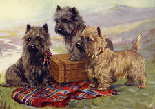 CAIRN TERRIER DOG GREETING CARD 3 DOGS WITH PICNIC HAMPER NOTE CARD