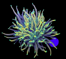 WYSIWYG OG Master Torch Live Coral – LPS Frag Reef Tank