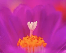 Gymnocactus viereckii HK377 SEEDS - Viereck's cactus | Viereck's gymnocactus