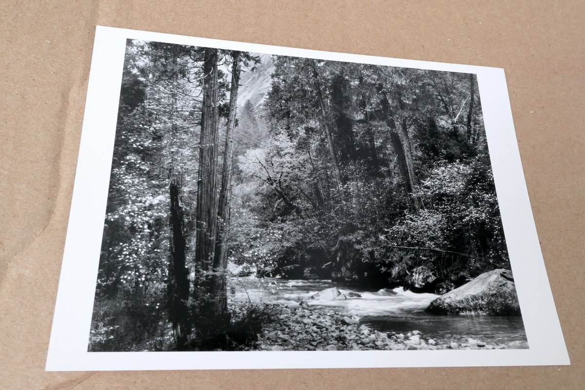 Tenaya Creek Dogwood Rain 1948 photograph by Ansel Adams POSTCARD