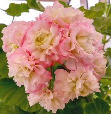 Geranie Appleblossom Rosebud Rosenblütig Pelargonie kräftige Jungpflanze