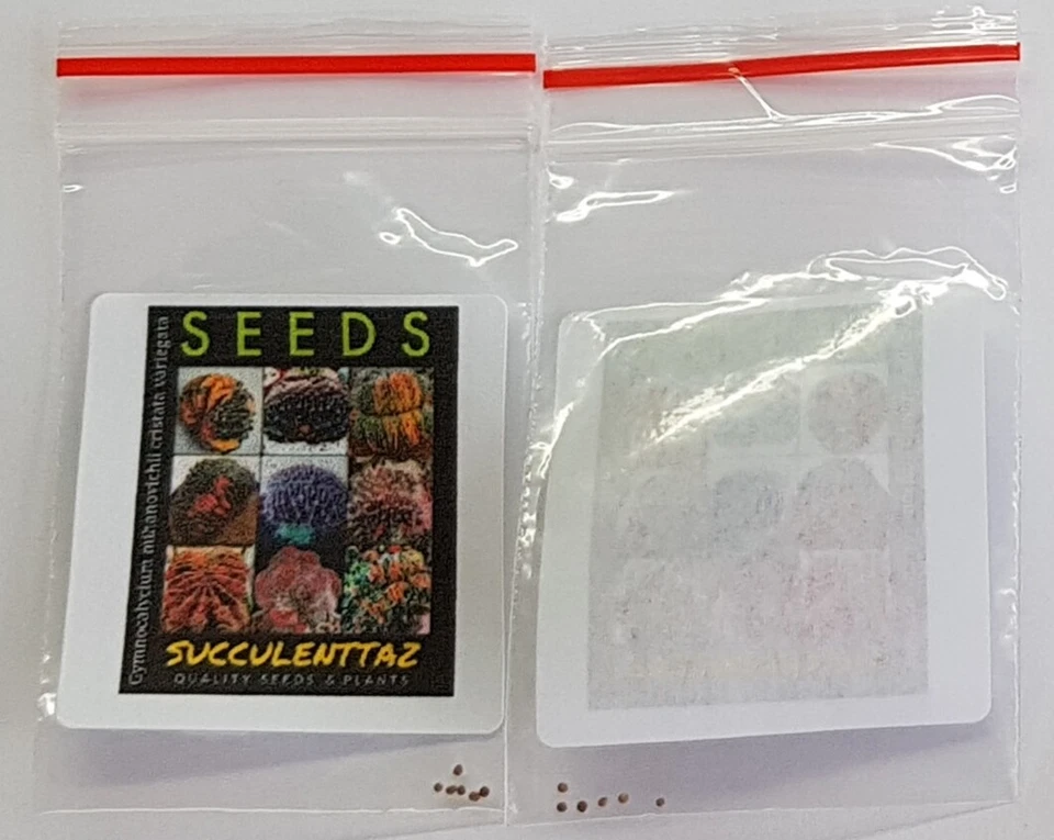 Gymnocalycium mihanovichii variegata cristatus 6 x Seeds Cactus CREST succulent  - Image 2 of 4