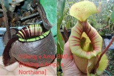 Nepenthes (Viking x amp BM) x [(viking x amp) x Northiana,  Sale plant 92