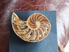Brosche Nautilus Nautilodee Fossil Silber 925 Unikat Fossil Madagaskar Kreide