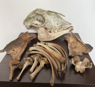Genuine Sheep Skull Rib Bones Vertebrae Scapula Taxidermy Curio