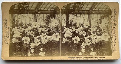 Fleur de lys garden UK England London Photo Stereo Vintage c1900