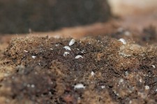 Dwarf white isopod culture. Tiny feeders and cleaning crew 