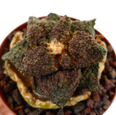 Ariocarpus cv. DARK GODZILLA GREEN-BROWNISH GRAFTED - Lebender Felskaktus | Fals