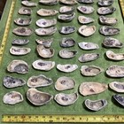 Lot of  55 Atlantic Oyster Shells 3 To 4.5 Inches Long Craft Art — photo 6