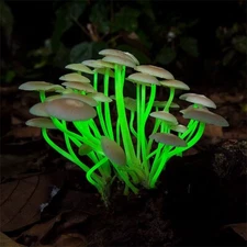 Glowing Mycena (Mycena noctilucens) Liquid Culture