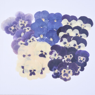 12PCS real Pressed dry  viola tricolor Flower, 5 colors available for art FCD36